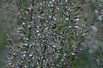 Wassertropfen an der Pflanze von Eric Fischer