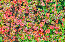 Vine runner with fall leaves and berries, close-up by Alex Winter