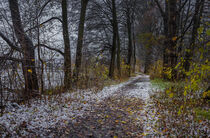 Cold dark winter day with snowy path through trees alley von Alex Winter