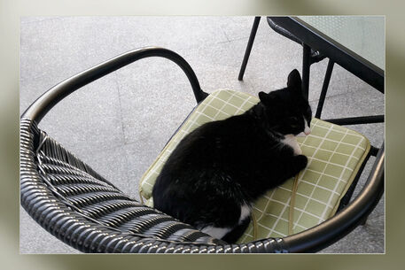 Black-cat-on-a-terrace
