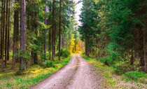 Dirt road along evergreen trees landscape with beautiful sunlight by Alex Winter