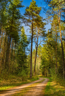 Dirt road in pine tree woodland with sunny blue sky by Alex Winter