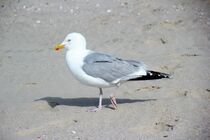 Möwe stolziert über den Strand by Birte Gernhardt