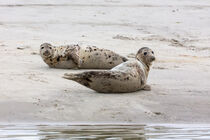 Seehunde (Phoca vitulina) by Dirk Rüter