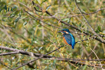 Eisvogel (Alcedo atthis) von Dirk Rüter