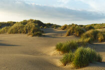 Dünenlandschaft am Oststrand von Baltrum by Stephan B. Schäfer