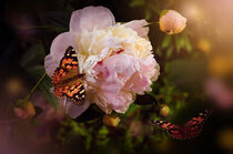 Peony flower and butterfly