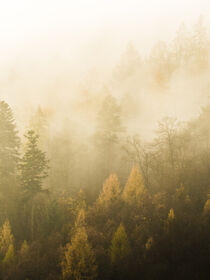 Golden Mist von Nina Niebuhr