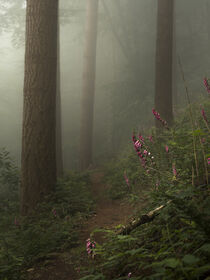 Path to Serenity von Nina Niebuhr