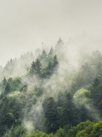 The green Lush von Nina Niebuhr