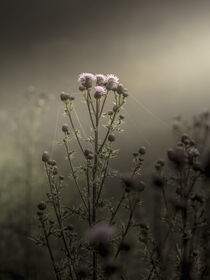 The Thistle's Web by Nina Niebuhr