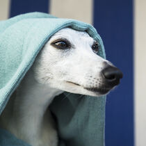 Whippet mit Hoodie von Heidi Bollich