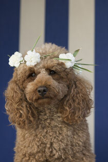 Pudel Dame mit Blumenkranz von Heidi Bollich