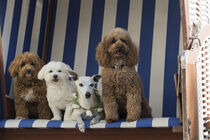 Nordsee Urlaub mit Hunden von Heidi Bollich