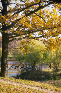 Autumn Leaves in Falltime Park by Tanya Kurushova