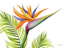 Bird of Paradise von Isabel Conradi