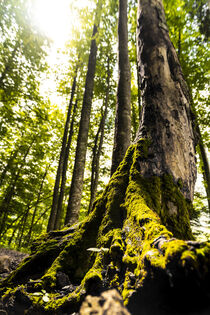 Wald von Stephan Zaun