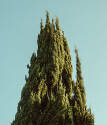 Cupressus von Andrei Grigorev