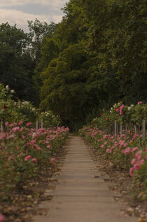 Pfad im Rosengarten in Dresden Neustadt von ddsehen