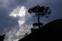 Ama Dablam mit einer Himalaya Kiefer  von Gerhard Albicker