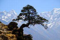 Himalaya Kiefer  von Gerhard Albicker
