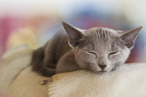 Schlafendes graues Kätzchen von Heidi Bollich