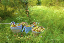 Picking Pears by George Robinson