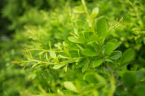 Barberry Green Leaves in Summer Garden by Tanya Kurushova