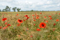 Feld mit Mohnblumen im Havelland bei Gülpe. Sommer. von havelmomente