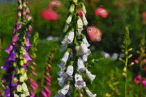 Fingerhut im Blumenbeet. Gemalt. von havelmomente