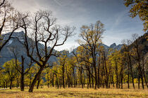 Herbstlicher Ahornboden by Karin Stein