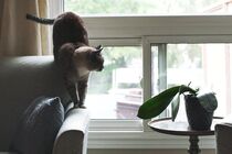 Cat On Sofa Near Window by Bruno Guilherme de Lima