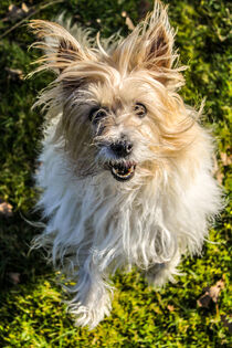 Lachende Hundemischlingsdame von Anke Roters