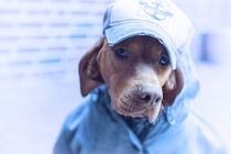 Vizsla mit Cap und Jacke von Heidi Bollich