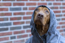 Hund mit Kapuzenjacke von Heidi Bollich