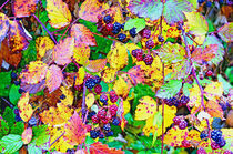 Frucht und Farbe von Leopold Brix