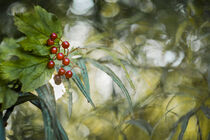 Herbst von urbanek-b