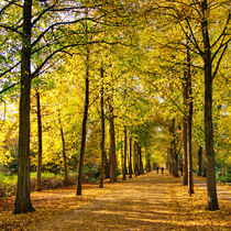 Münster - Promenade im goldenen Herbst | Münster im Quadrat von Christian Kubisch