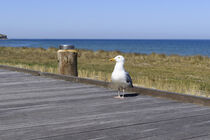 Möwe in Boltenhagen an der Ostsee von Heidi Bollich