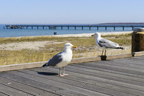 Möwen am Strand von Boltenhagen von Heidi Bollich