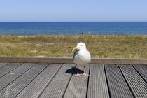 Möwe am Strand von Boltenhagen by Heidi Bollich