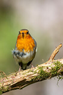 Rotkehlchen (Erithacus rubecula) by Dirk Rüter