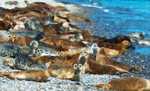 Kolonie von Kegelrobben in der Nordsee Insel Helgoland. by havelmomente