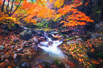 Bach im Herbst. Buche mit buntem Laub. Gemalt. by havelmomente