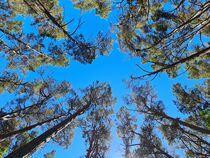 Baumwipfel gucken in den HImmel von magdeburgerin