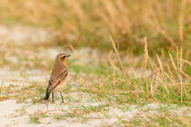 Steinschmätzer (Oenanthe oenanthe) by Dirk Rüter