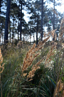 Reed backlit by sun by LE-gals Photography