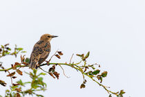 Star (Sturnus vulgaris) by Dirk Rüter