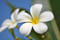 Frangipani by markus-photo