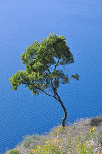 Baum am See von markus-photo